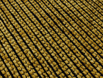 Χαλί Kilim ZT390 Yellow KoulisCarpets