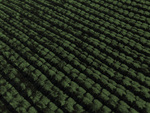 Χαλί Kilim ZT383 Green KoulisCarpets